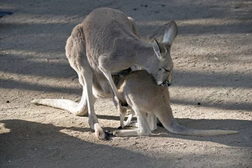 Photo sur Plexiglas Kangourou kangourou rouge et joey