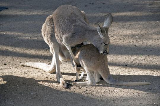red kangaroo and joey