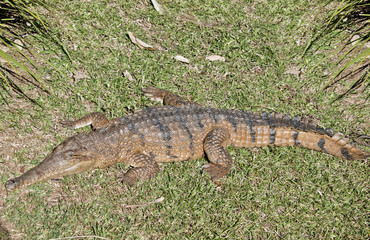 fresh water crocodile