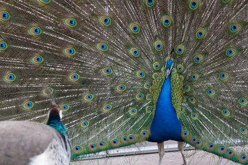 Male Peacock showing bright colorful plumage and feathers to a Peahen