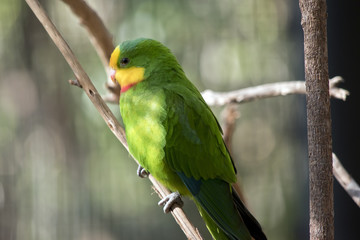 superb parrot