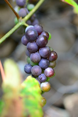 Виноград