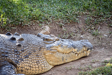 Obraz premium salt water crocodile