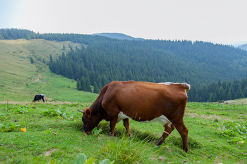 cows on a high mountain farm in summer