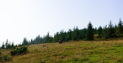 Bulls high in the mountains graze in summer