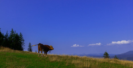 Bulls high in the mountains graze in summer
