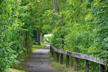 path in the forest