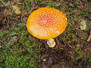 The red mushroom Amanita muscaria, commonly known as the fly agaric or fly amanita