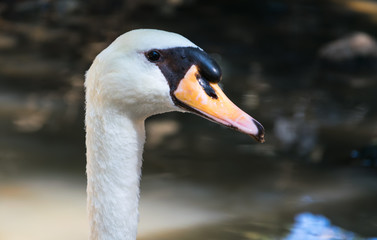Retrato de un cisne
