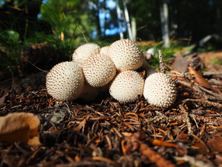 The mushroom Lycoperdum perlatum known as the common puffball, warted puffball, gem studded puffball
