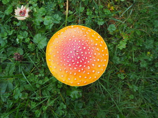 The red mushroom Amanita muscaria, commonly known as the fly agaric or fly amanita