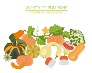 Variety of pumpkins. Flat design set