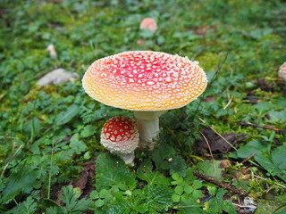 The red mushroom Amanita muscaria, commonly known as the fly agaric or fly amanita