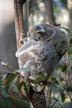 koala with two joeys