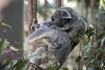 Papier Peint photo Lavable Koala koala with two joeys