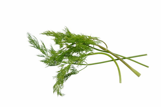 fresh dill or parsley tropical herb on white background