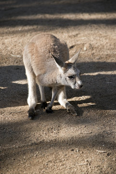 red kangaroo joey