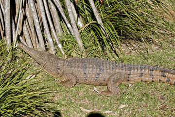 fresh water crocodile