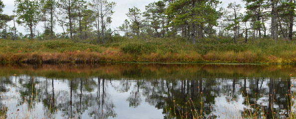 Obraz premium Pond with pine trees, grass and sky reflection on water surface on summer swamp landscape in kemeri national park Latvia. Panoramic view landscape.