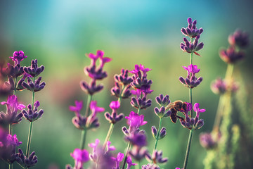 Bee on a Lavender flower in the field