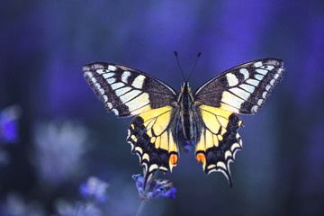 Fototapeta na wymiar Lavender flowers with buterfly