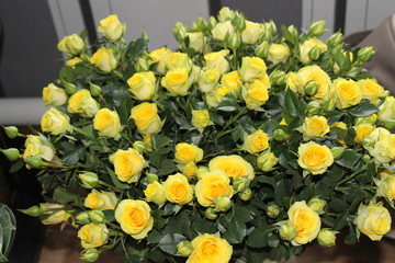 Obraz premium yellow flowers