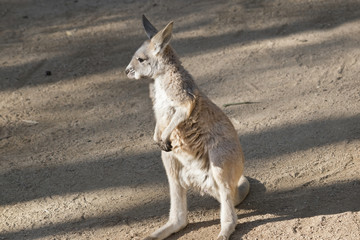 red kangaroo joey