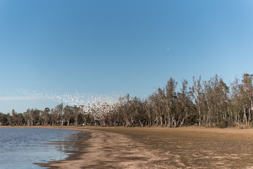 Large flock of little corella, a small cockatoo, among the trees on the shore of Lake Broadwater, Dalby, Queensland, Australia.