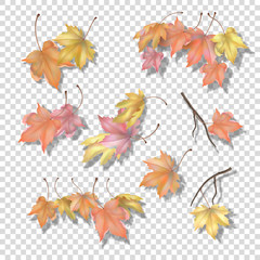 Fototapeta na wymiar Set of maple autumn leaves