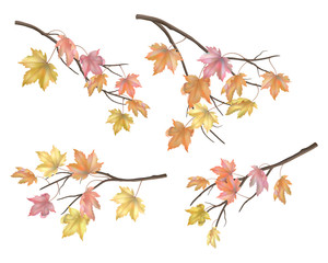 Fototapeta premium Set of maple autumn leaves