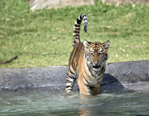 tiger cub