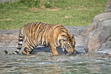 Obraz na płótnie Canvas tiger cub