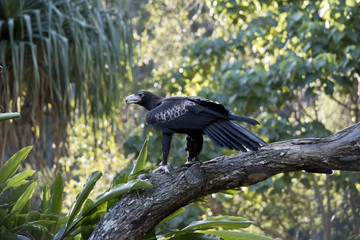 Obraz premium wedge tailed eagle