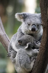 Crédence de cuisine en verre imprimé Koala koala with joey