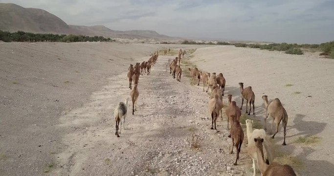 Flying over Camels Herd in the desert
Drone shot of Camels Herd walking in the desert, Israel
