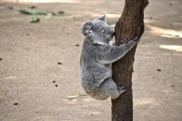 Crédence de cuisine en verre imprimé Koala joey koala