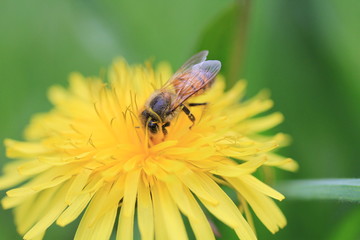 Abeille butine une fleur de pissenlit