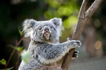 Foto op Plexiglas joey koala © susan flashman