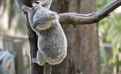Fotobehang joey koala © susan flashman