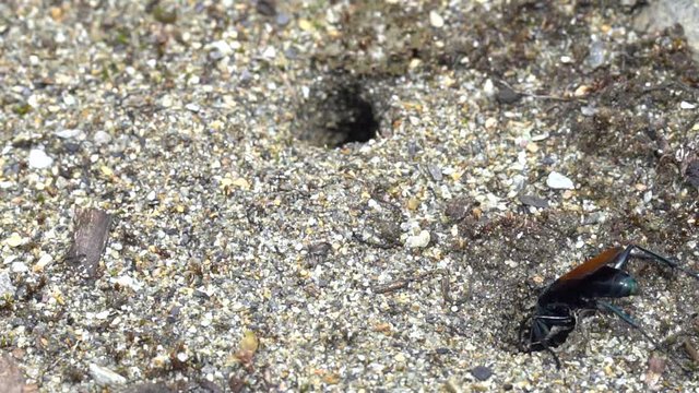 A Tarantula Hawk Wasp (Pepsis sp.) searching for spiders on the forest floor on the Amazonian slopes of the Andes in Ecuador
