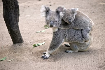 Papier Peint photo Lavable Koala koala with joey on her back