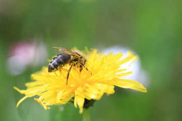 Abeille butine une fleur de pissenlit