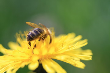 Abeille butine une fleur de pissenlit