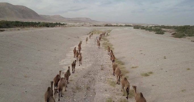 Flying over Camels Herd in the desert
Drone shot of Camels Herd walking in the desert, Israel
