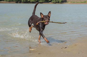 A dog of Australian kelpie breed plays on sand and in a river