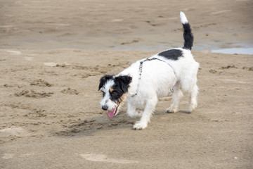 Jack breed Russell Longhair Terrier plays in the sand next to the river