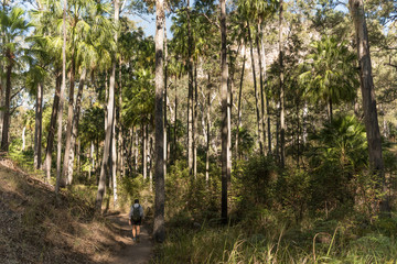 Obraz premium Hiker on the Baloon Cave Track, Carnarvon Gorge, Queensland, Australia. Forest of eucalyptus and Carnarvon fan palms.