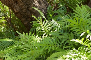 fern in forest