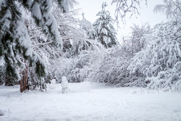 Snow lies on the branches of trees after a Blizzard in sunlight