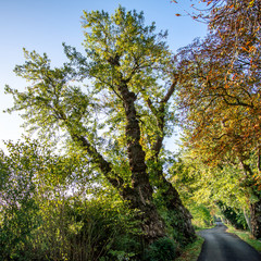 Fototapeta premium Very old tree avenue in the early morning. Moody light with autumn leaves. Rest in the forest during the forest walk with the green lung, forest walk and breathwalk.
